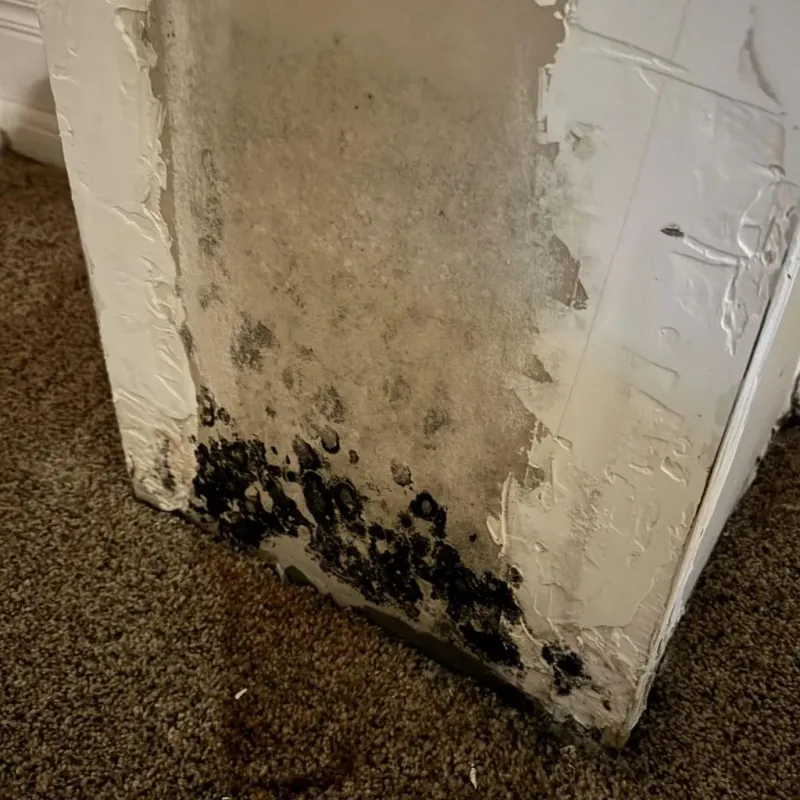 Professional Mold Removal in Fairfax, SC